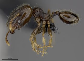 Media type: image;   Entomology 539451 Aspect: habitus lateral view